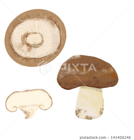 Watercolor illustration of a set of 3 types of shiitake mushrooms: regular, sliced, and underside. Watercolor illustration of a set of 3 types of shiitake mushrooms: regular, sliced, and underside. 143408246