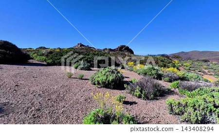 Breathtaking Desert Landscape Featuring Colorful and Vibrant Flora Beneath a Clear Blue Sky Breathtaking Desert Landscape Featuring Colorful and Vibrant Flora Beneath a Clear Blue Sky 143408294