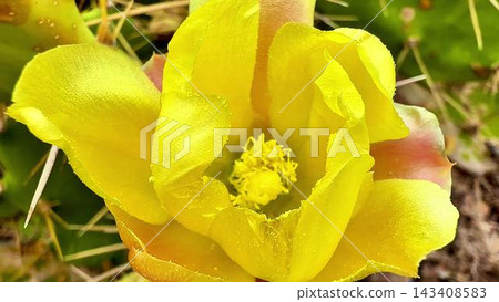 A Vibrant Yellow Cactus Flower is Blooming Beautifully with Bee Interaction Nearby to It A Vibrant Yellow Cactus Flower is Blooming Beautifully with Bee Interaction Nearby to It 143408583