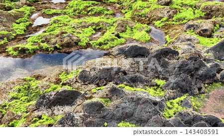 Witnessing the Lush Green Algae Flourishing on the Rocky Shoreline with Tidal Pools Nearby Witnessing the Lush Green Algae Flourishing on the Rocky Shoreline with Tidal Pools Nearby 143408591