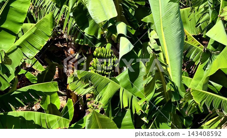 A Lush Banana Plantation Richly Filled with Beautifully Vibrant Green Foliage and Life Abounding A Lush Banana Plantation Richly Filled with Beautifully Vibrant Green Foliage and Life Abounding 143408592