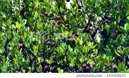 A Beautiful and Vibrant Mangrove Tree Featuring Lush Green Leaves and Abundant Fruits A Beautiful and Vibrant Mangrove Tree Featuring Lush Green Leaves and Abundant Fruits 143408635