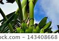 Vibrant, Fresh Green Bananas Hanging on a Tropical Plant Surrounded by Natures Beauty 143408668