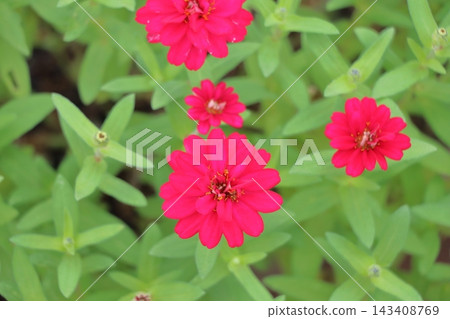 百日草 百日草 143408769