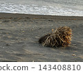Debris from the base of grass washed ashore on the beach 143408810