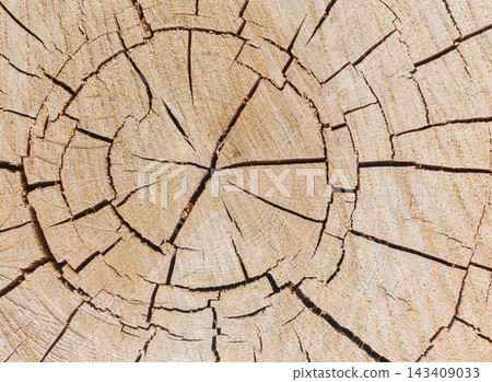 Tree cut with rings, natural tree rings 143409033