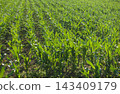 Green corn plants in a rows growing in agricultural field. Young maize seedlings in rows 143409179