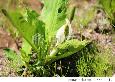 Refreshing skunk cabbage flowers Refreshing skunk cabbage flowers 143409219