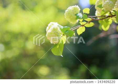 Refreshing Japanese snowbell flowers Refreshing Japanese snowbell flowers 143409220