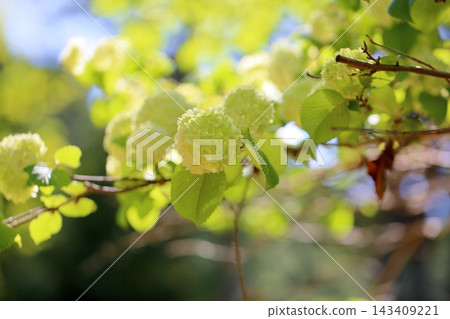 Refreshing Japanese snowbell flowers Refreshing Japanese snowbell flowers 143409221