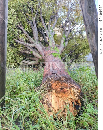 A tree in a park that felled after being broken at the base due to typhoon damage; image material illustrating the safety management of street trees in the face of strong winds and natural disasters. A tree in a park that felled after being broken at the base due to typhoon damage; image material illustrating the safety management of street trees in the face of strong winds and natural disasters. 143409631