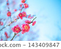 Plum blossoms and sky 143409847