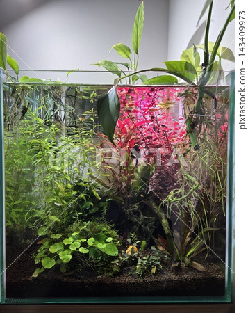 一個小型水族箱,裡面養著紅色水生植物和水生室內植物。 一個小型水族箱,裡面養著紅色水生植物和水生室內植物。 143409973