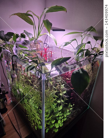 從上方俯瞰一個裝有室內植物的小型水族箱。 從上方俯瞰一個裝有室內植物的小型水族箱。 143409974