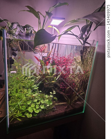 一個小型水族箱,裡面種植紅色水生植物和室內植物。 一個小型水族箱,裡面種植紅色水生植物和室內植物。 143409975