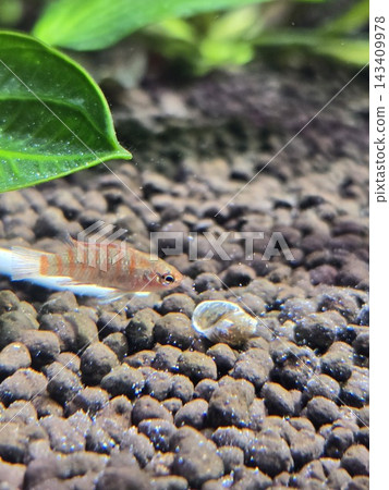 蝸牛和小魚在魚缸的玻璃表面爬行 143409978
