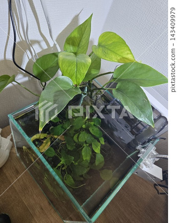 特寫鏡頭:生長在水族箱頂部的綠蘿葉片。 特寫鏡頭:生長在水族箱頂部的綠蘿葉片。 143409979