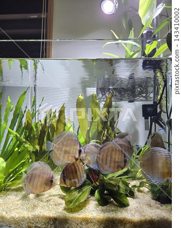 討論在水生植物茂盛的水族箱中魚群的習性。 討論在水生植物茂盛的水族箱中魚群的習性。 143410002
