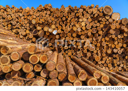 Yatsushiro, Kumamoto Pref, Japan - Oct 9 2024, A panoramic view of stacked logs and lumber showing end-cuts of wood prepared for transport, without people, at daytime, Yatsushiro, Japan Yatsushiro, Kumamoto Pref, Japan - Oct 9 2024, A panoramic view of stacked logs and lumber showing end-cuts of wood prepared for transport, without people, at daytime, Yatsushiro, Japan 143410057