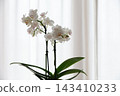 White butterfly orchid 143410233