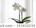 White butterfly orchid 143410234