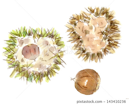 一幅野生栗樹(Cornus flavipes)的水彩插圖,這是一種秋季植物。 一幅野生栗樹(Cornus flavipes)的水彩插圖,這是一種秋季植物。 143410236