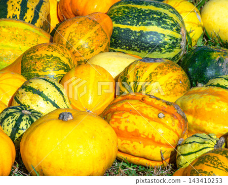 A scene of Halloween pumpkins lying around in late autumn in Hokkaido. A scene of Halloween pumpkins lying around in late autumn in Hokkaido. 143410253