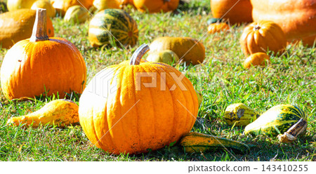 A scene of Halloween pumpkins lying around in late autumn in Hokkaido. A scene of Halloween pumpkins lying around in late autumn in Hokkaido. 143410255