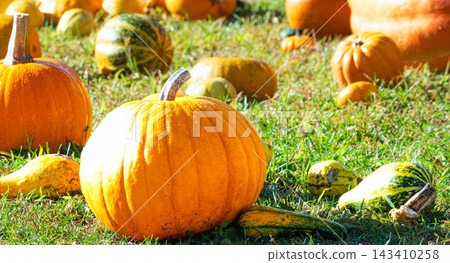 A scene of Halloween pumpkins lying around in late autumn in Hokkaido. A scene of Halloween pumpkins lying around in late autumn in Hokkaido. 143410258