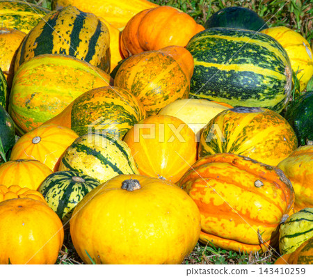 A scene of Halloween pumpkins lying around in late autumn in Hokkaido. A scene of Halloween pumpkins lying around in late autumn in Hokkaido. 143410259