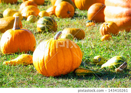 A scene of Halloween pumpkins lying around in late autumn in Hokkaido. A scene of Halloween pumpkins lying around in late autumn in Hokkaido. 143410261