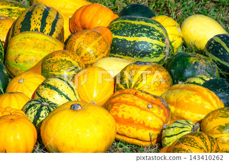 A scene of Halloween pumpkins lying around in late autumn in Hokkaido. A scene of Halloween pumpkins lying around in late autumn in Hokkaido. 143410262