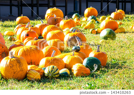 A scene of Halloween pumpkins lying around in late autumn in Hokkaido. A scene of Halloween pumpkins lying around in late autumn in Hokkaido. 143410263