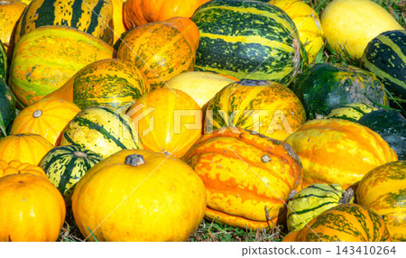 A scene of Halloween pumpkins lying around in late autumn in Hokkaido. A scene of Halloween pumpkins lying around in late autumn in Hokkaido. 143410264