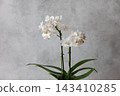 Phalaenopsis orchid  143410285