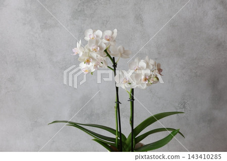 Phalaenopsis orchid Phalaenopsis orchid 143410285