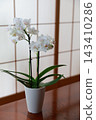 Phalaenopsis orchid  143410286