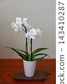 Phalaenopsis orchid  143410287