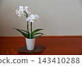 Phalaenopsis orchid  143410288