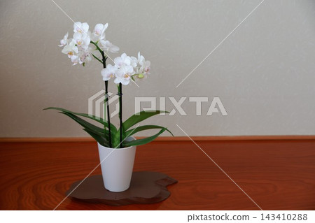 Phalaenopsis orchid  143410288