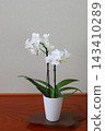 Phalaenopsis orchid  143410289