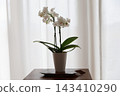 Phalaenopsis orchid  143410290