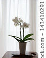 Phalaenopsis orchid  143410291