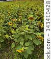 Sunflower fields at Lake Hill Farm 143410428