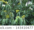 Chestnut  143410477
