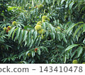 Chestnut  143410478