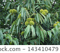 Chestnut  143410479