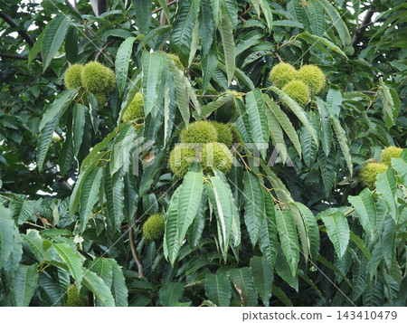 Chestnut Chestnut 143410479