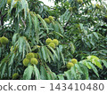 Chestnut  143410480