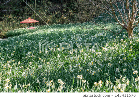 白色水仙花和一把紅色的日本傘 白色水仙花和一把紅色的日本傘 143411576